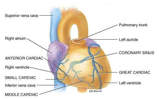 Coronary V.jpg