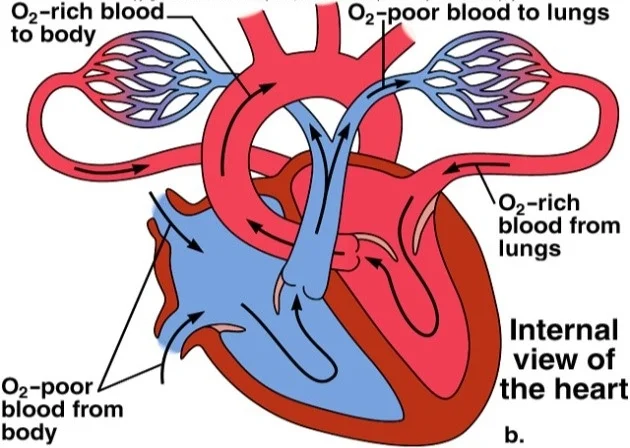 blood circ1.jpg