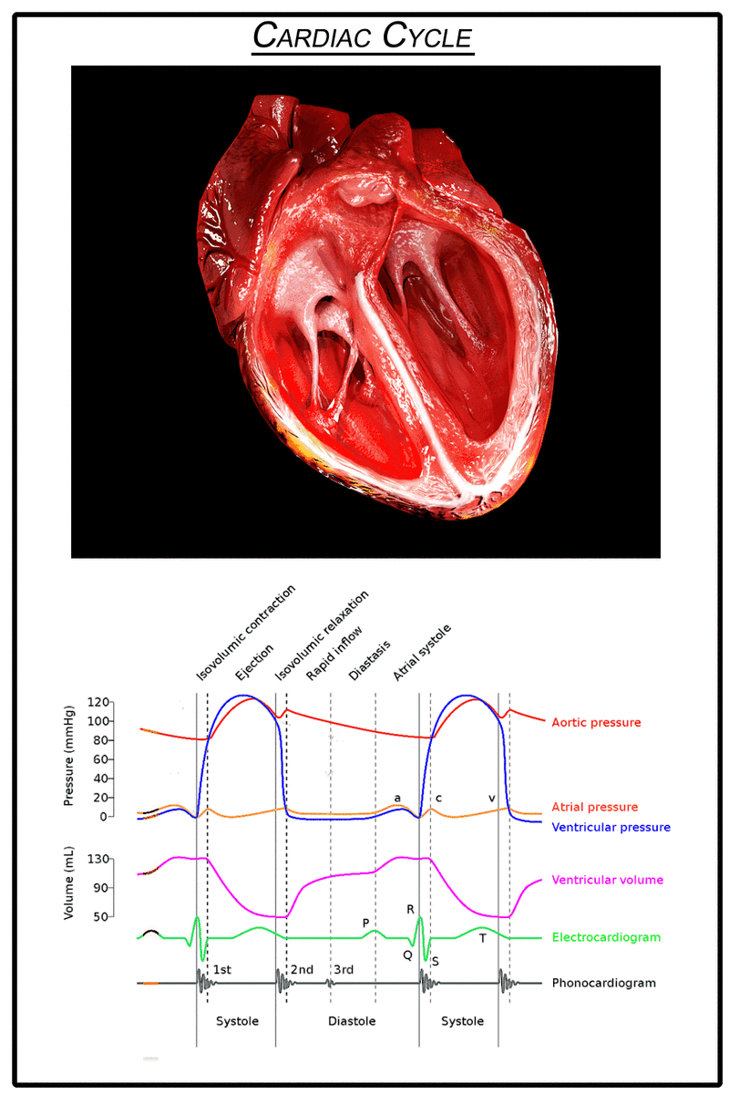 Blood Circulation in the Heart