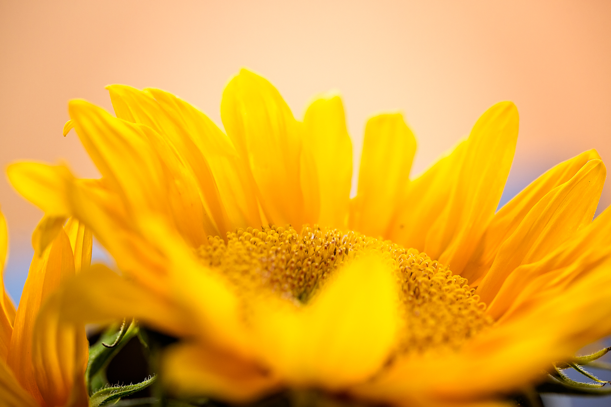 _MG_1385-Edit.jpg