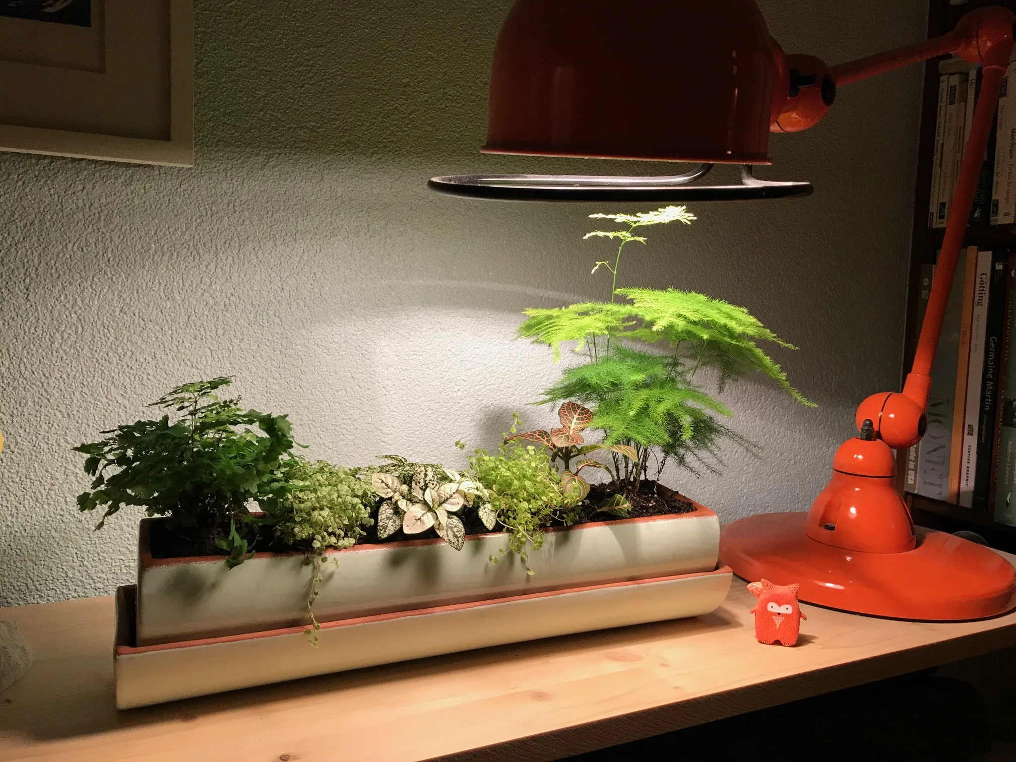 Jardinière posée sur une étagère