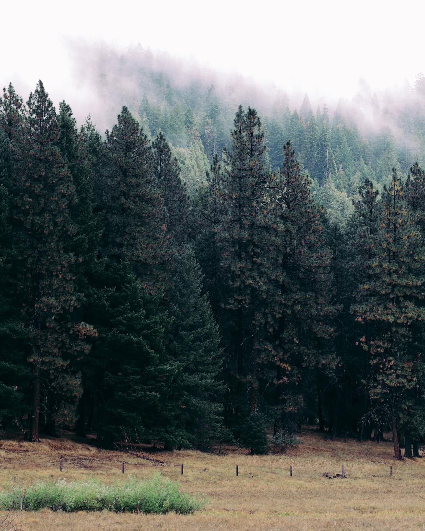 Moody vibes in the hills of Ashland, Oregon. 
#ashlandweddignphotographer #ashlandfamilyphotographer
