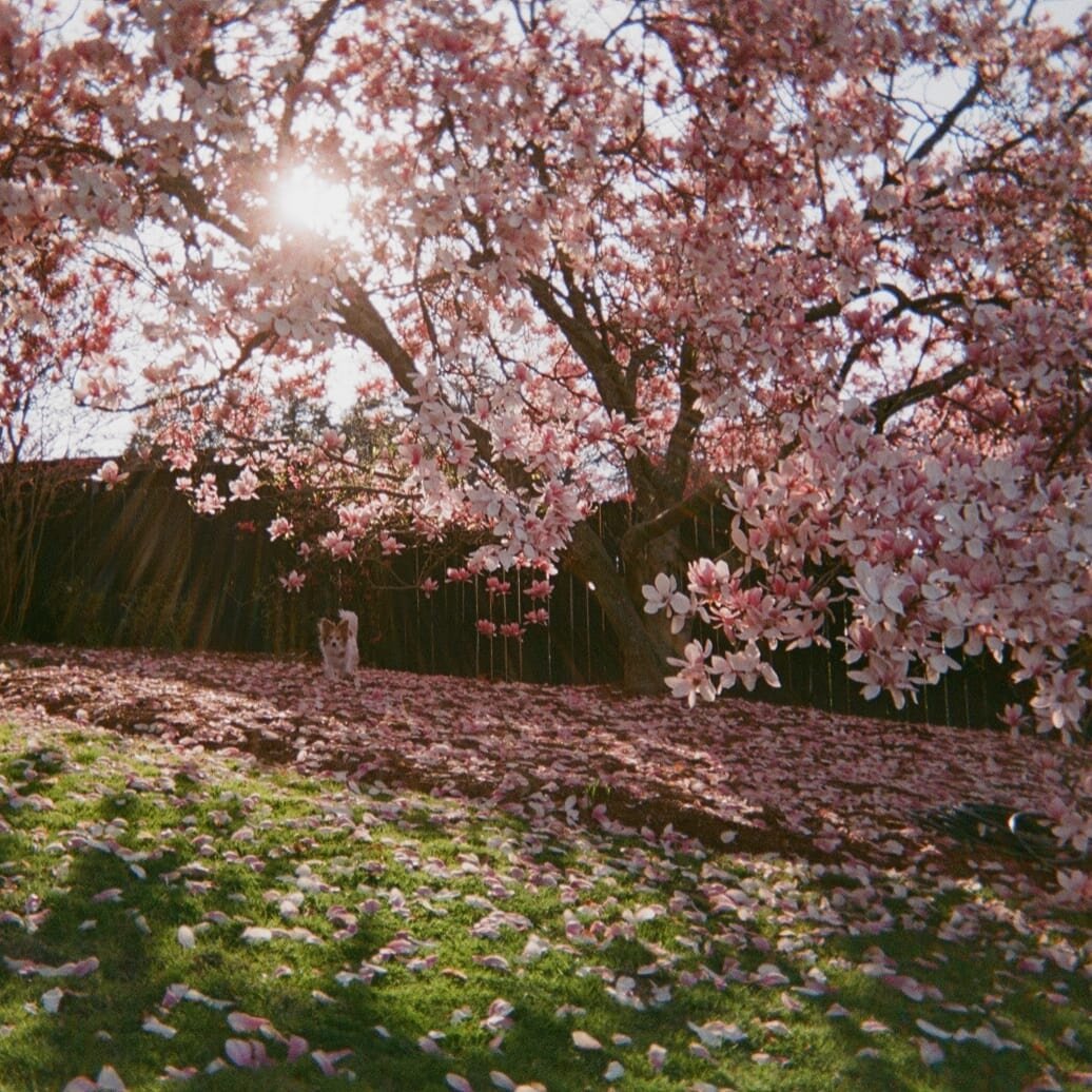 Pierre under the Magnolia, April 2021.