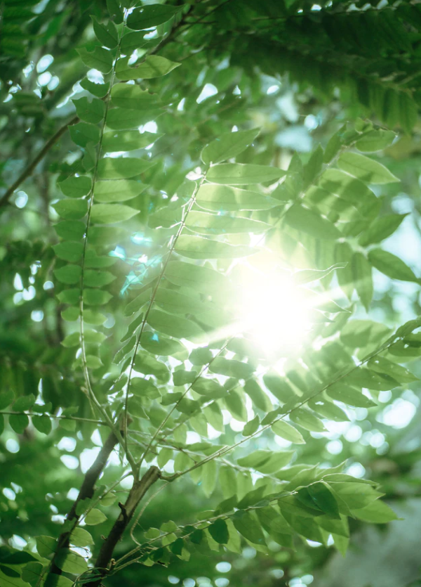 TSMD ~ August Newsletter