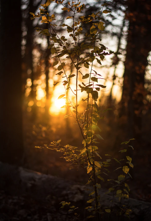 light in forest.png