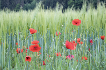 May Newsletter 2021 - Post-Vaccination Behaviors