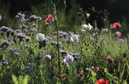 TSMD - June 2021 Newsletter 