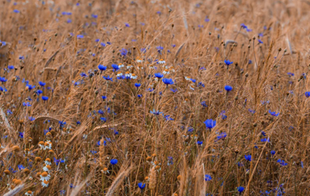 TSMD - August 2021 Newsletter 