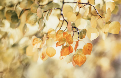 TSMD - September 2021 Newsletter - Possibilities