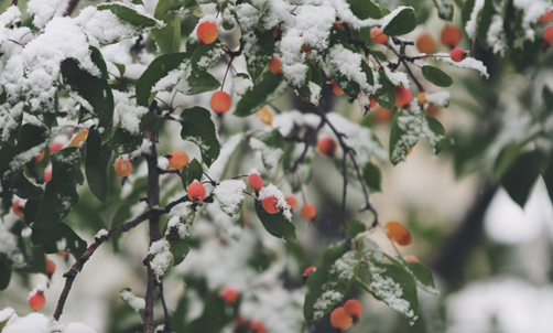 Waiting for Spring