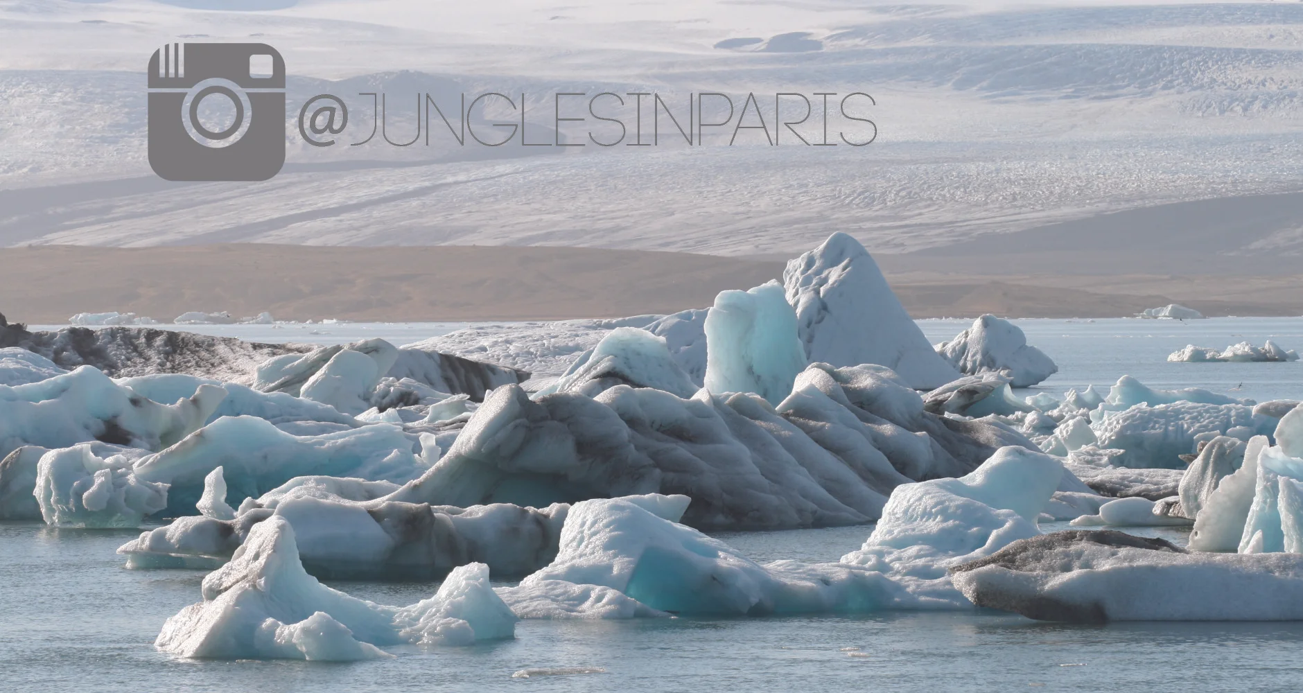junglesinparis-header.jpg