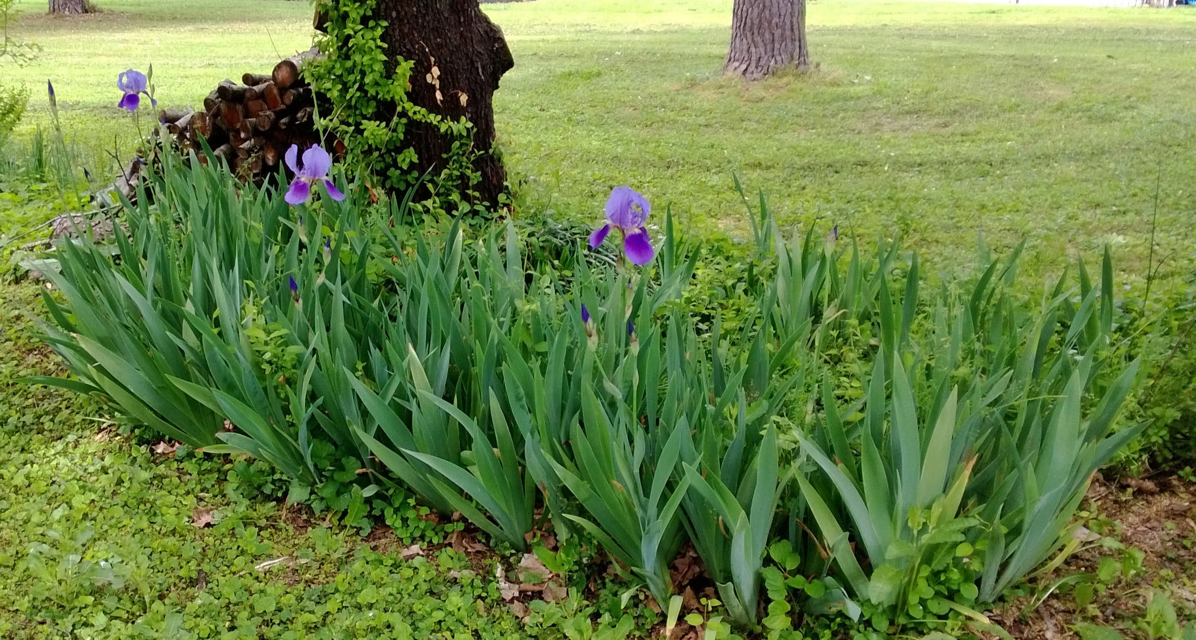 WP_20130503_002.jpg