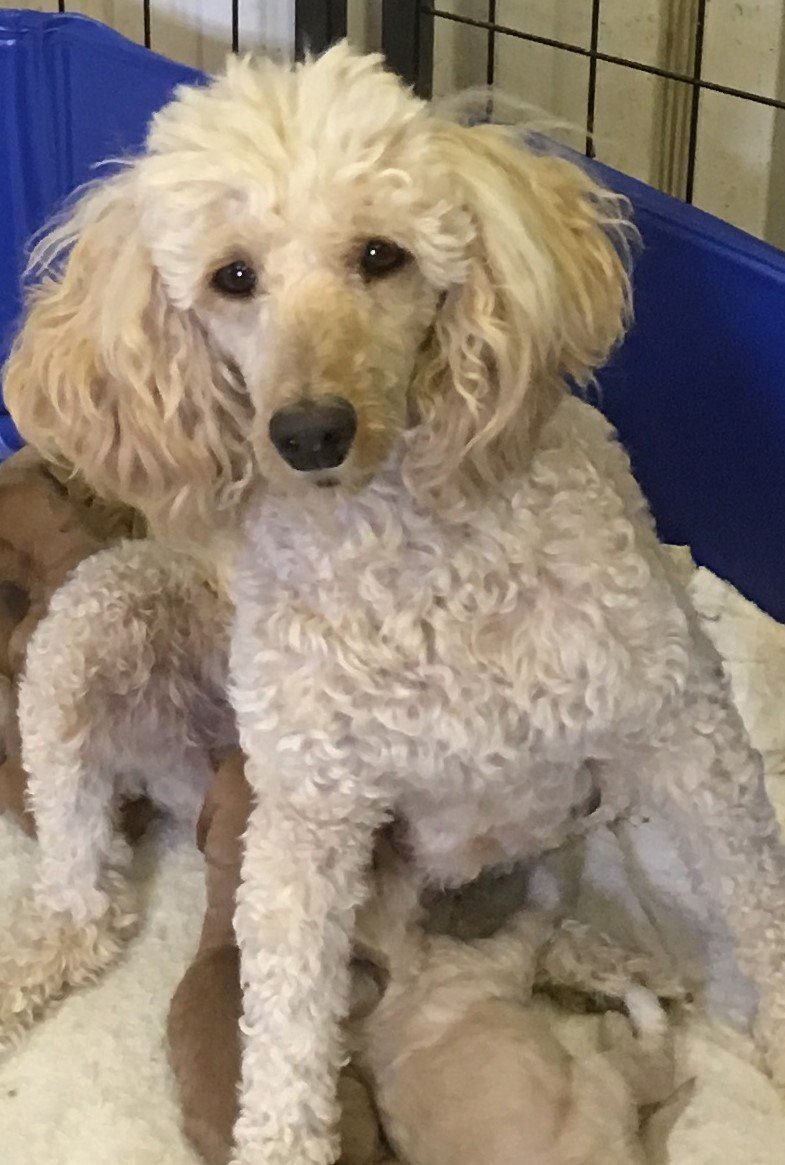 Miss Molly the Mom a Mini poodle 