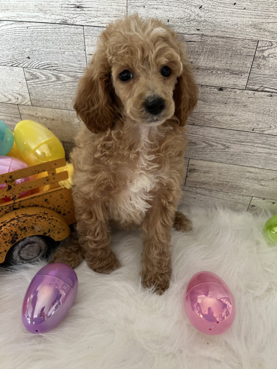  Female 163 Mollys Miniature Poodle