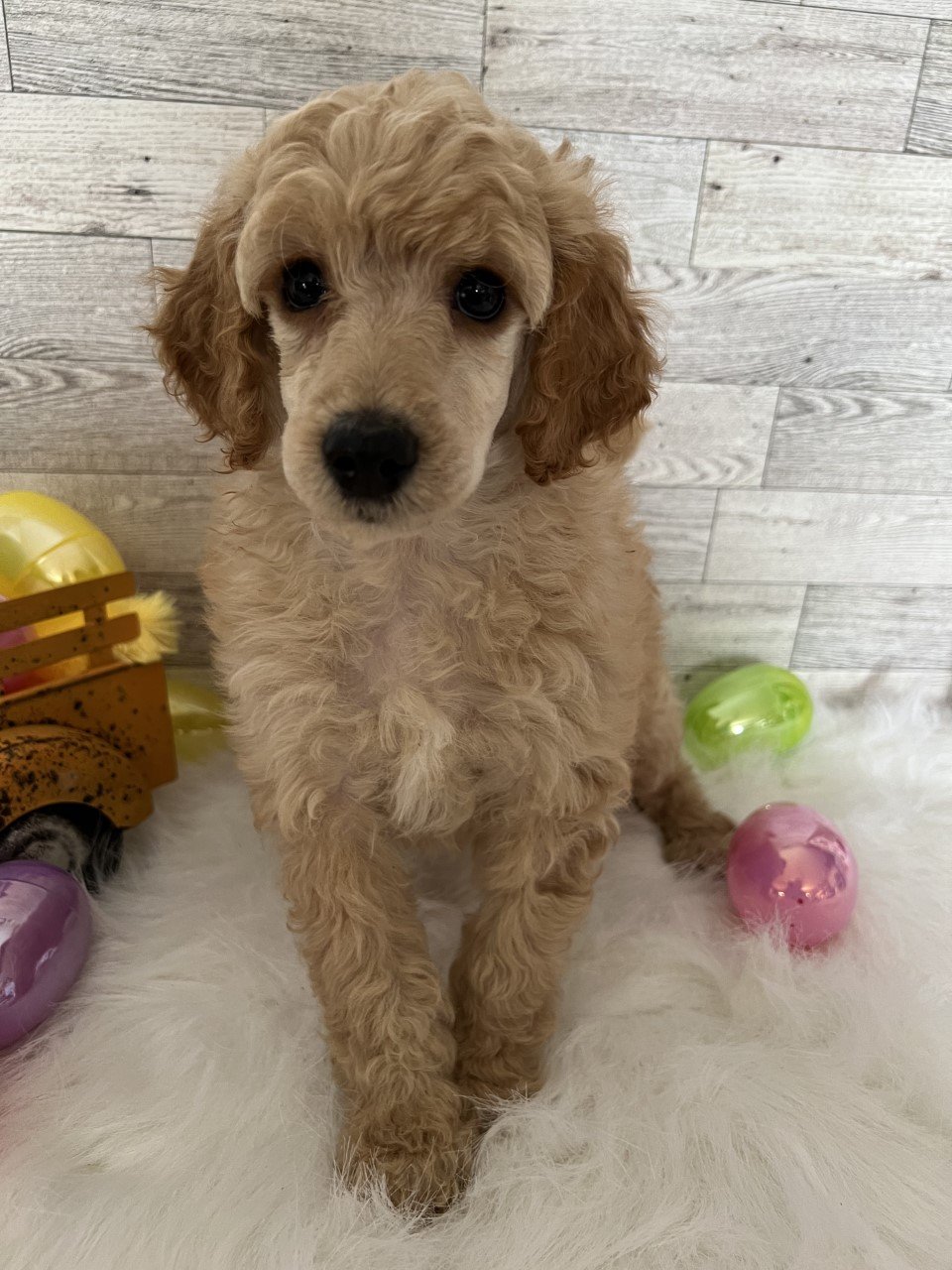  Female 158 Molly's Miniature Poodle