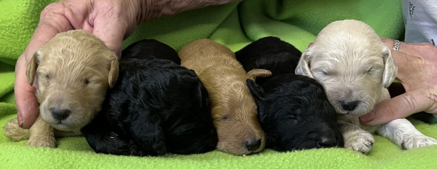 THE GIRLS - Standard Poodle puppies 