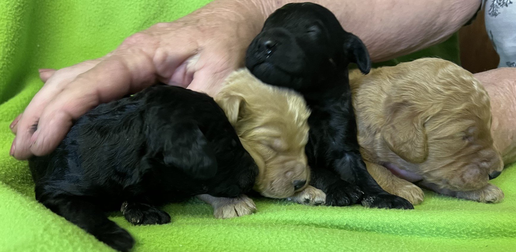 THE BOYS - Standard Poodle Puppies 