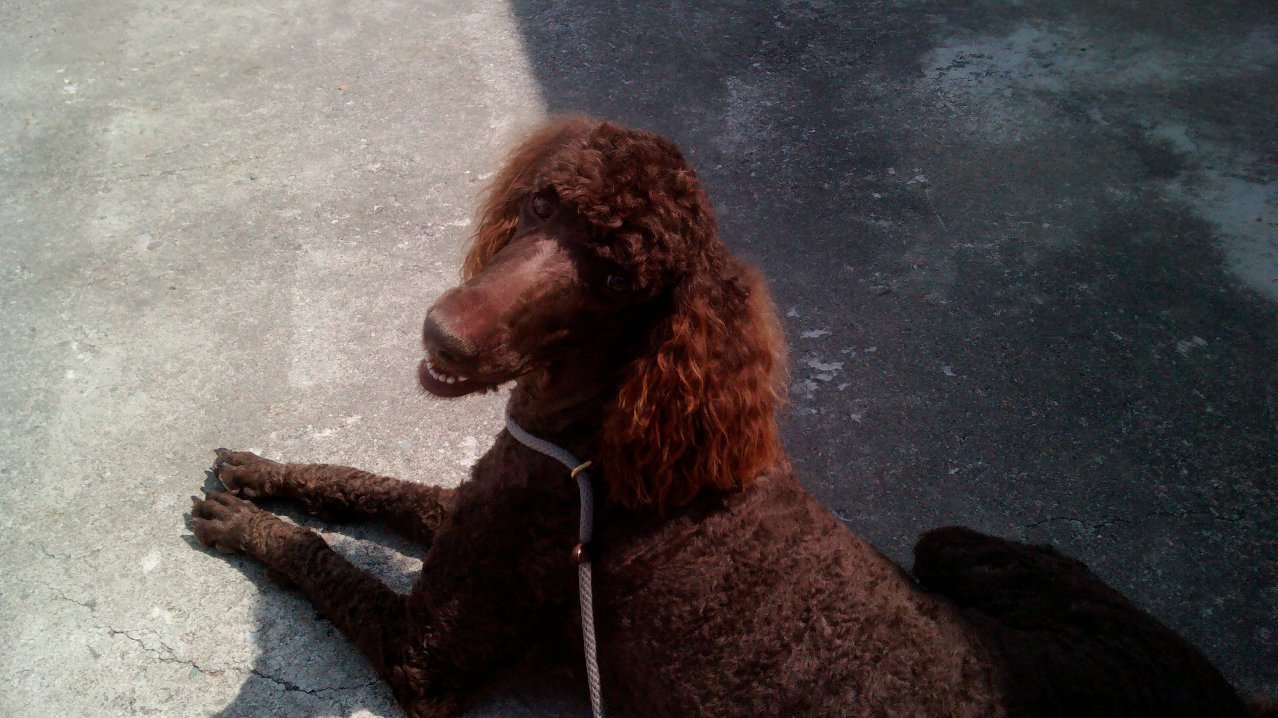 Lily ,  a Standard Poodle 