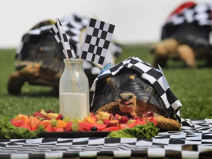 DAdc9S9XgAArZA0tortoise.jpg