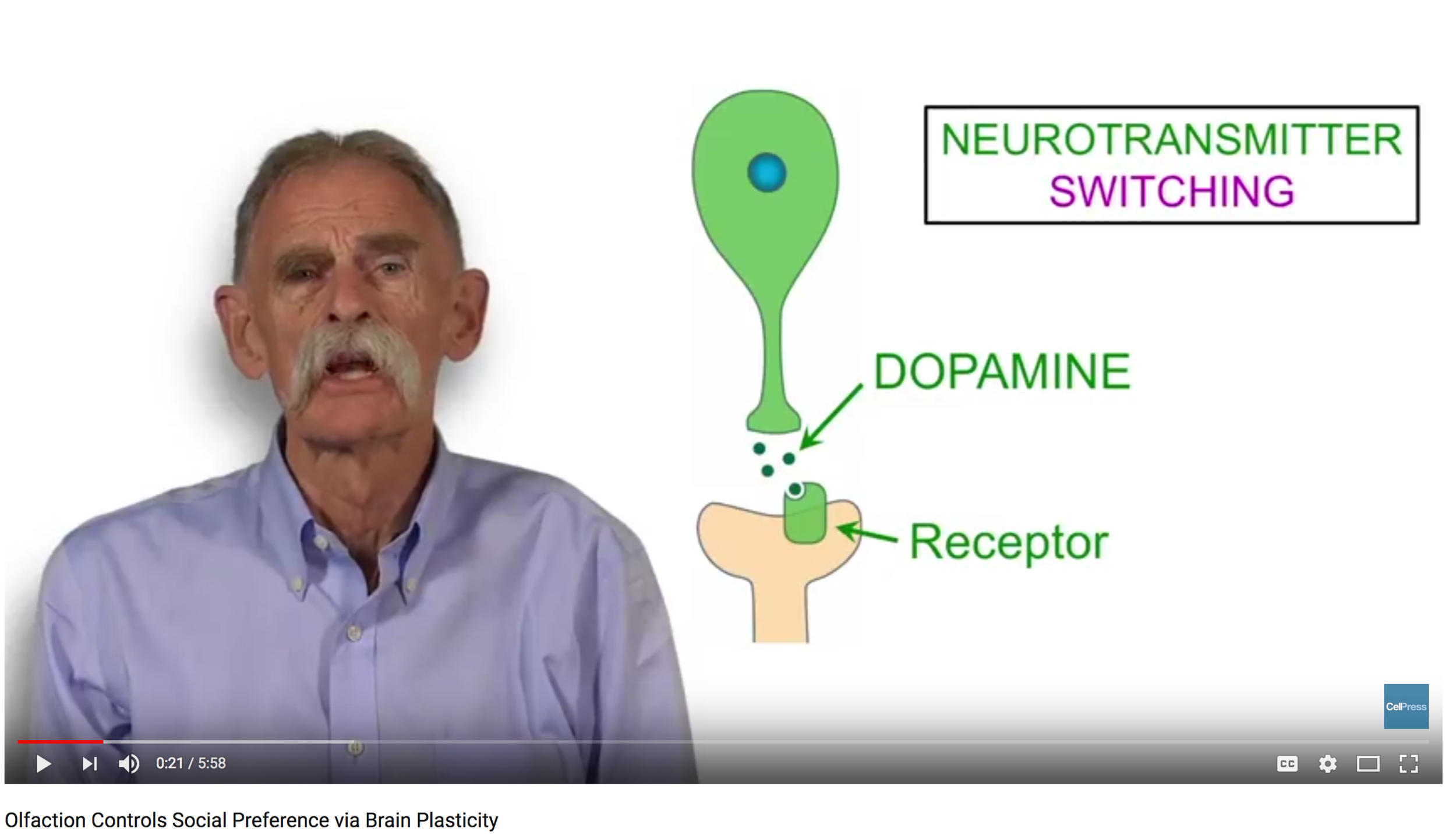 Olfaction Controls Social Preference via Brain Plasticity