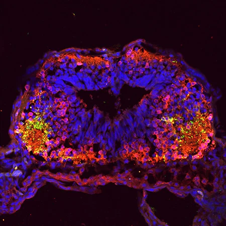 Scents and Social Preference: Neuroscientists ID the Roots of Attraction