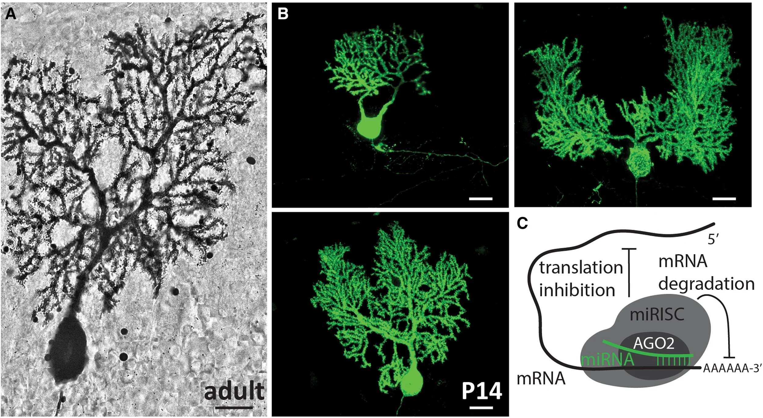 Rooted in regulation: MicroRNAs as gardeners of the Purkinje cell ...