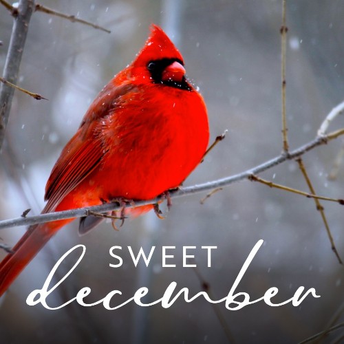 IG4042-December Typographic Digital Graphic.jpg