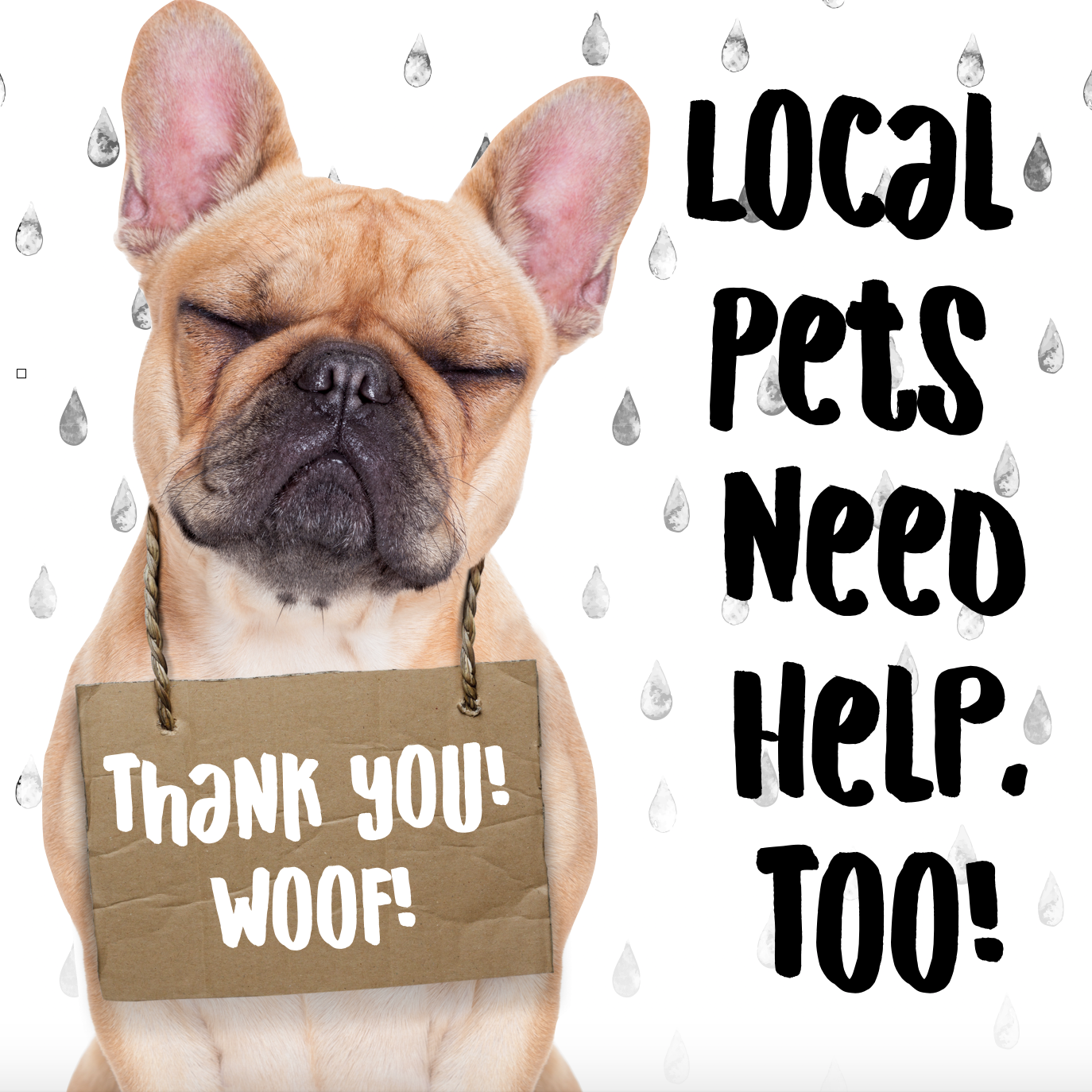 IG2187-LocalPetDonationSMS.png