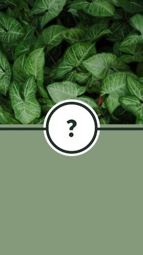 IGS422-IGStory Highlights Lush FAQ.jpg