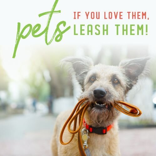 IG6723-Dandelion FC Pet Notice Digital Graphic.jpg