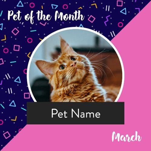 IG6951-Pet of Month Digital Graphic.jpg
