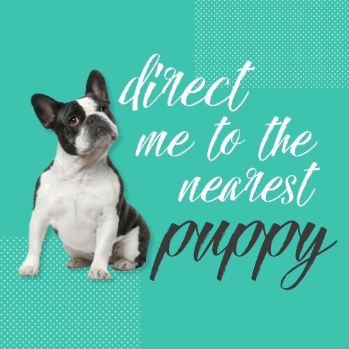 IG6983-Pet Adoption Digital Graphic.jpg