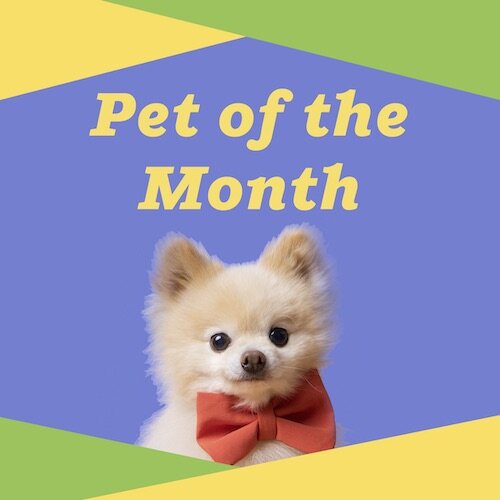 IG7017-Pet of the Month Social Contest Digital Graphic.jpg