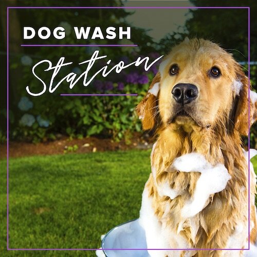 IG7198-Make Your Moment Dog Wash Digital Graphic.jpg