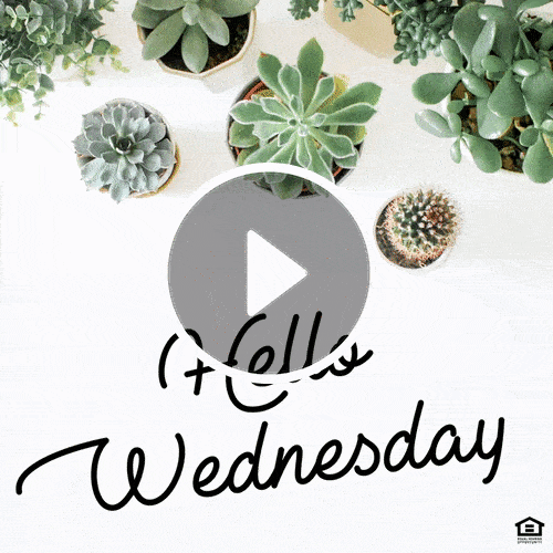 VD1074 - Wednesday.gif