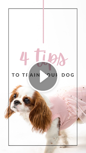IGVD1061 IGSTORY Spring Fling Pet Training.png