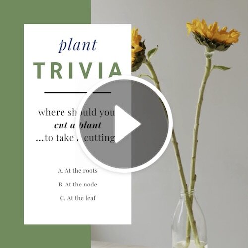 VD1234-Plant Trivia Cutting.jpg
