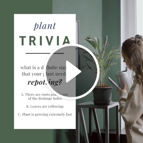 VD1235-Plant Trivia Repotting.jpg