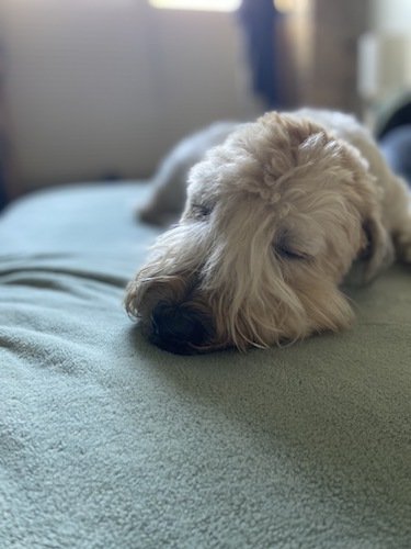Stock Photo Dog Sleeping.jpg