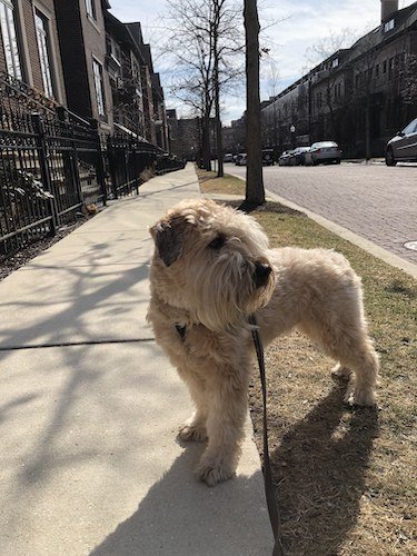 Stock Photo Dog on Walk.jpg