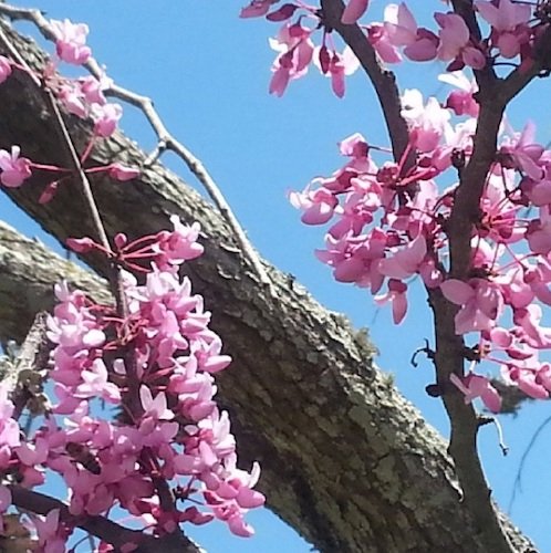 Stock Photo Blooming Tree.jpg