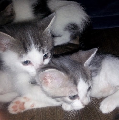 Stock Photo Kittens.jpg