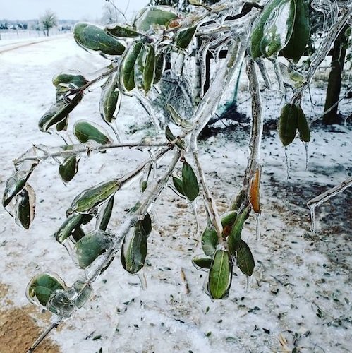 Stock Photo Winter Storm 2021.jpg