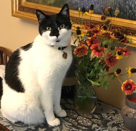 Stock Photo Cat Flowers.jpg