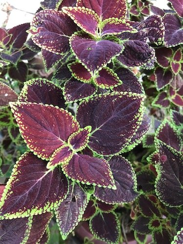 Stock Photo Outdoor Plant.jpg