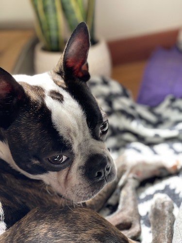 Stock Photo Boston Terrier Cozy.jpg