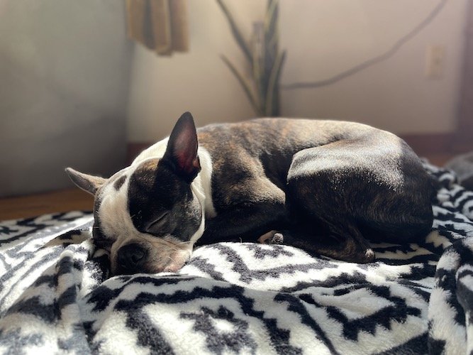 Stock Photo Boston Terrier Dog Asleep.jpeg