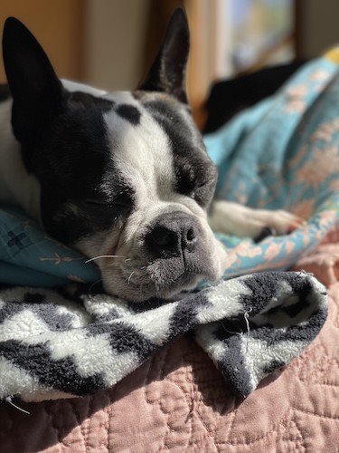 Stock Photo Boston Terrier Nap.jpg