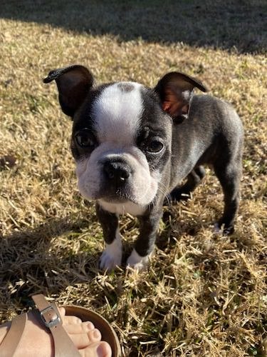 Stock Photo boston terrier puppy.jpg