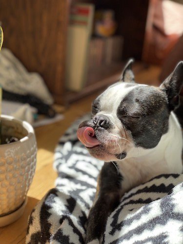 Stock Photo Boston Terrier Tongue.jpg